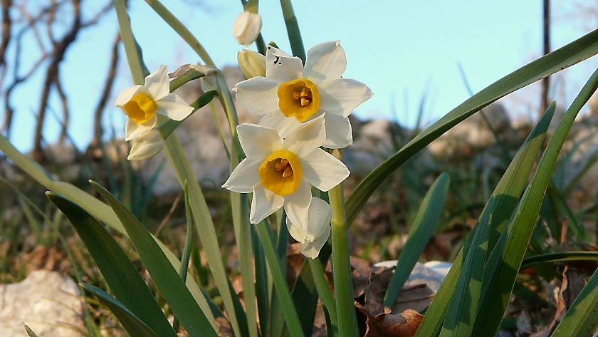 Narcissus tazetta
